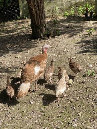 Image 1 of Lovely healthy Bourbon Turkey Poults for sale.