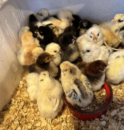 Image 9 of Silkie, aracuana and green egger chicks-also growers