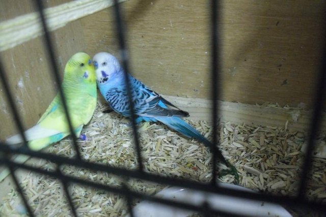Image 3 of Two Adult Male Budgies Lovely Birds