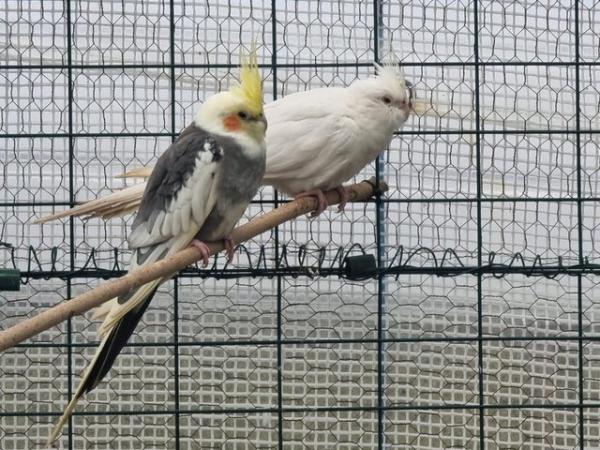 Image 6 of Adult pair of Cockatiel, White Female, Grey Male