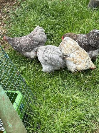 Image 2 of 4 Pekin bantam hens 2023 hatch laying daily