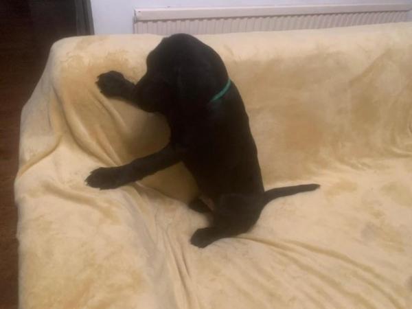 Image 51 of Quality KC Registered Health Tested Parents Labrador Puppies