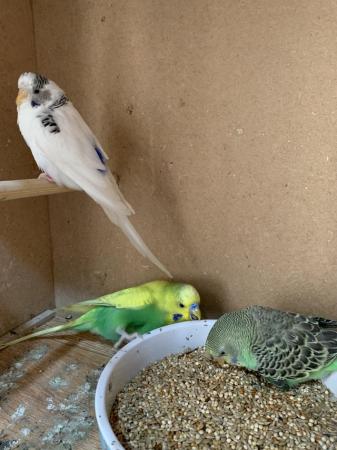 Image 3 of 3 baby budgies ready to go