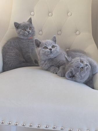 Image 24 of Amazing British Shorthair Blue registered kittens