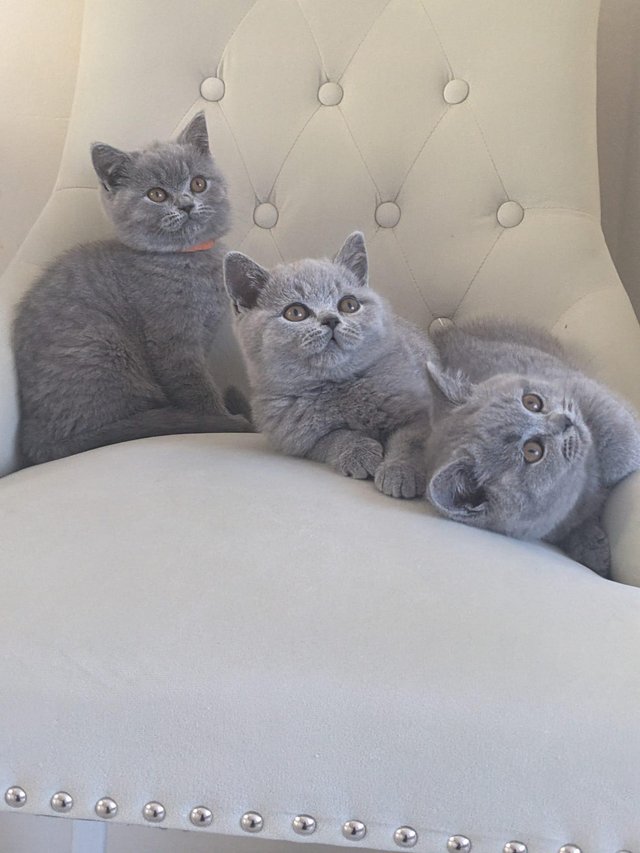 Preview of the first image of Amazing British Shorthair Blue registered kittens.