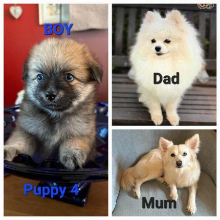Image 4 of Gorgeous Pomsky F2 Puppies for sale