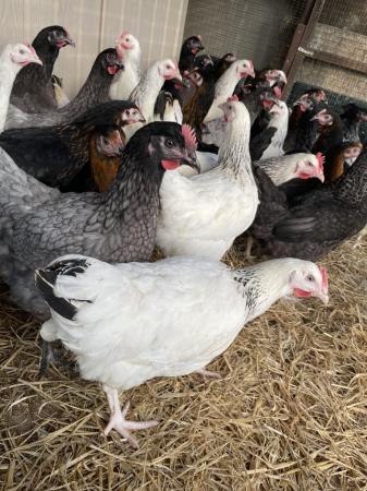 Image 1 of Bluebells white Sussex black rock speckled pol hens