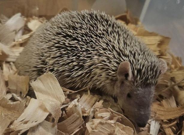 Image 3 of Friendly Lesser Tenrecs available