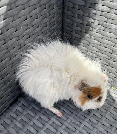 Image 3 of Beautiful fluffy guinea pig