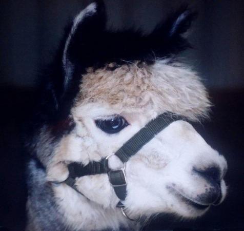 Image 2 of ALPACA GREY BAS REGISTERED CHAMPION FOR SERVICES