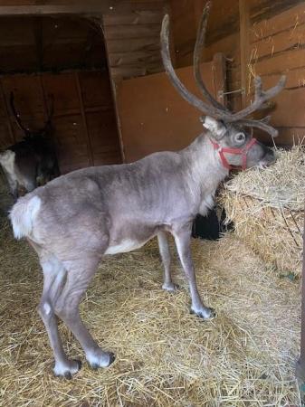Image 6 of Two Male Reindeer for Sale