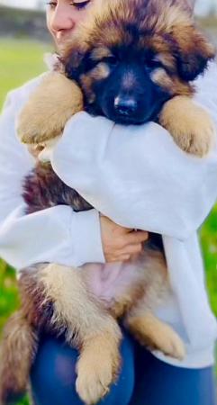 Image 14 of German Shepherd Puppies Stunning