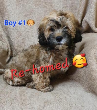 Image 8 of Cuddly Shihpoo Puppies - READY NOW!