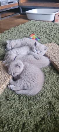 Image 8 of Gccf registered lilac British Shorthair kittens