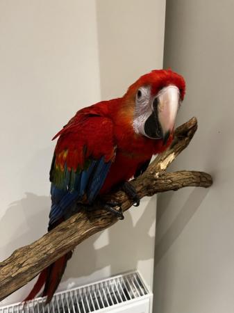 Image 5 of ??Adorable Baby Scarlet Macaw for Sale!??