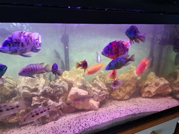 Image 1 of For sale approximately 25 fish