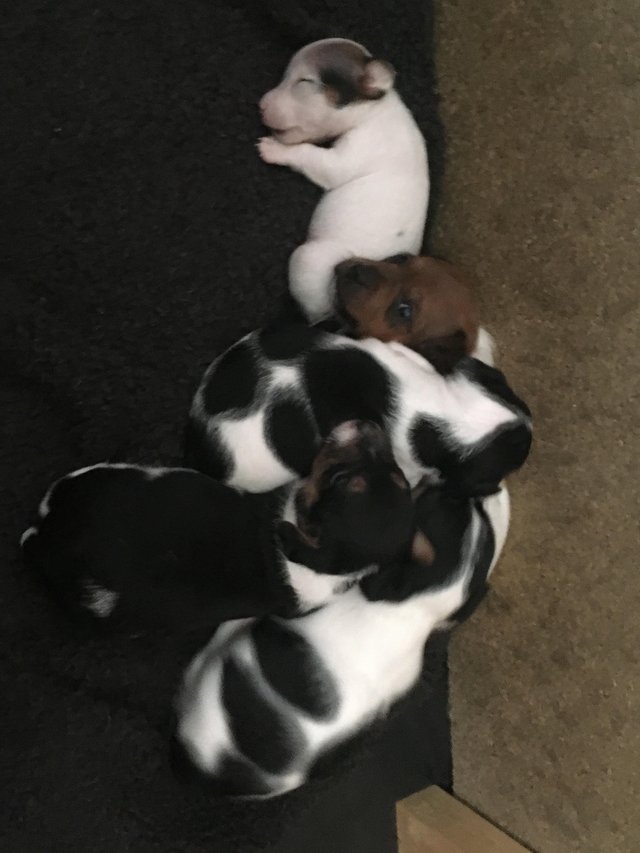Preview of the first image of 8 wks trad mini short leg Jack Russel pups- 1 girl, 4 boys.