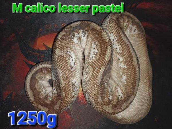 Image 5 of Royal pythons for sale, from as little as £20