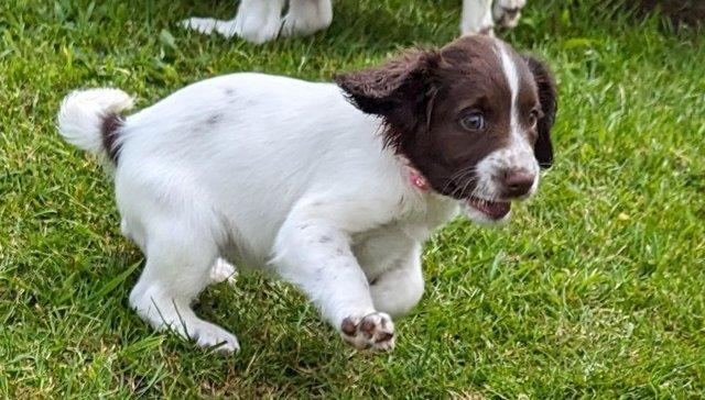 Image 7 of sprocker for sale from loving home