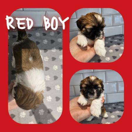 Image 5 of Lhasa apso puppies!! 3 boys 1 girl left