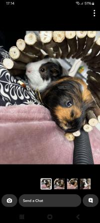 Image 1 of Two Male guinea pigs 1 and a half years old for sale