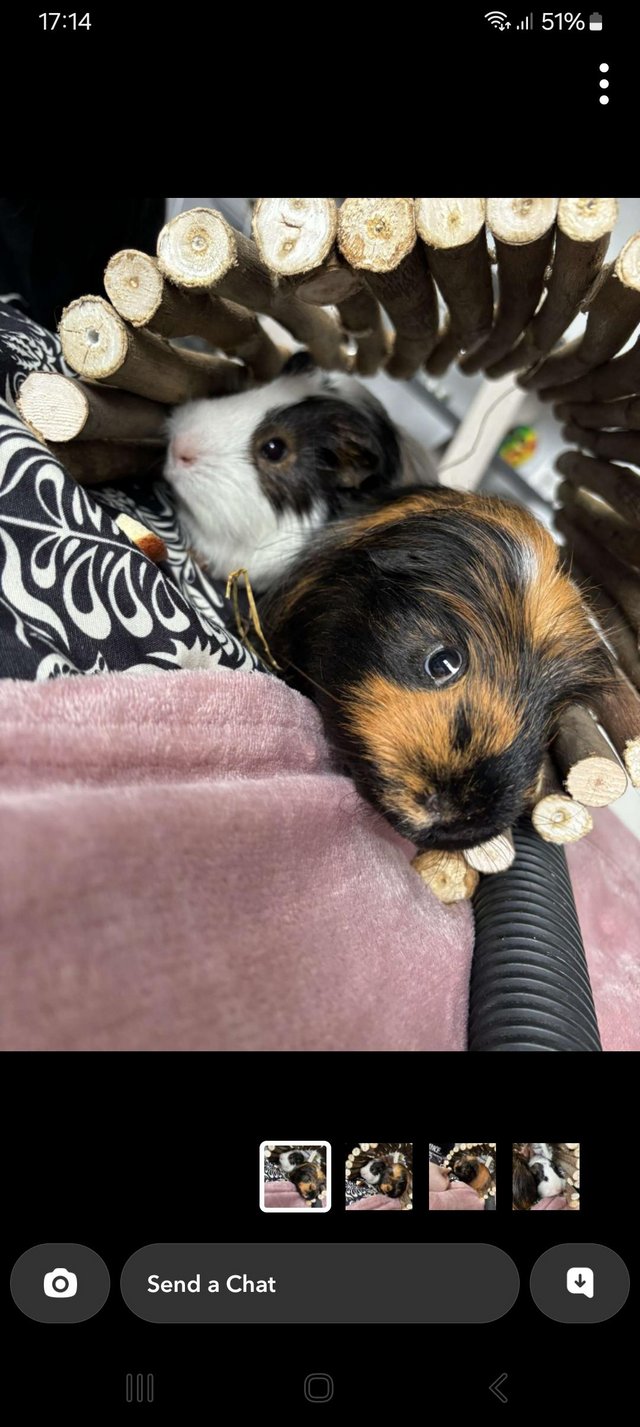Preview of the first image of Two Male guinea pigs 1 and a half years old for sale.