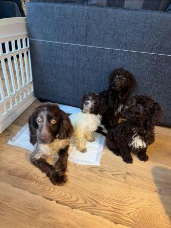 READY NOW last beautiful boy cockerpoo for sale in Warrington, Cheshire - Image 6