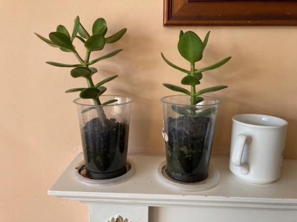 Image 3 of Money plants, crassula ovata
