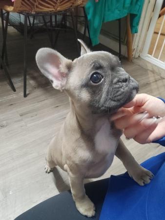 Image 2 of French bulldogs male and female