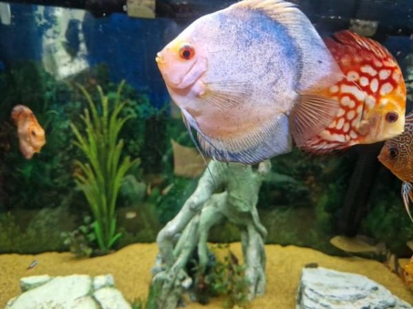 Image 4 of Stunning Stendker Discus for sale
