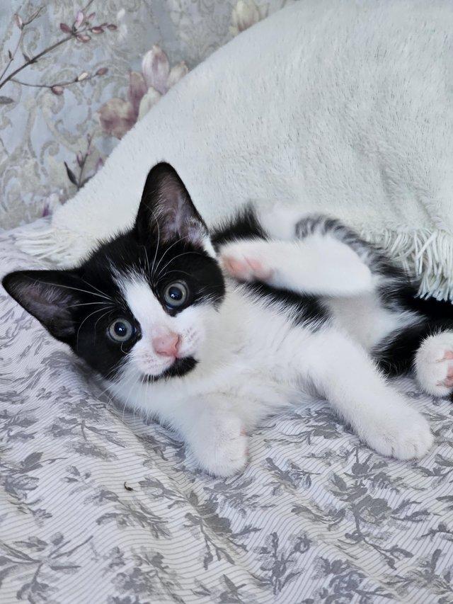 9 week old kittens looking for a new home — photo 2 of 4