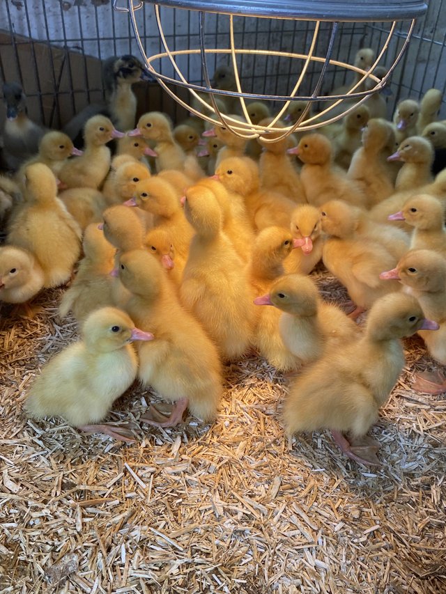 Preview of the first image of Aylesbury ducklings 1 week old.