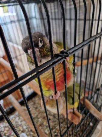 Image 5 of Lovely and healthy Conures for sale