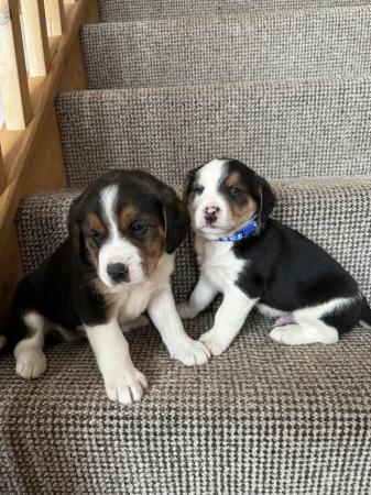 Image 3 of Beagle X Collie Puppies for sale