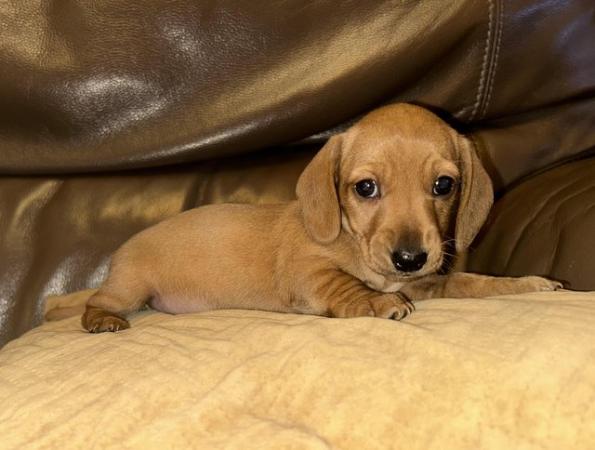 Dachshund puppies for sale in Tyldesley, Greater Manchester – 2 years old - Image 17 of 21