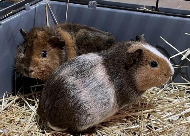 Image 6 of 9-11 week old guinea pigs