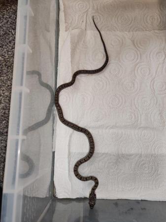 Image 4 of Baird's rat snakes available x2