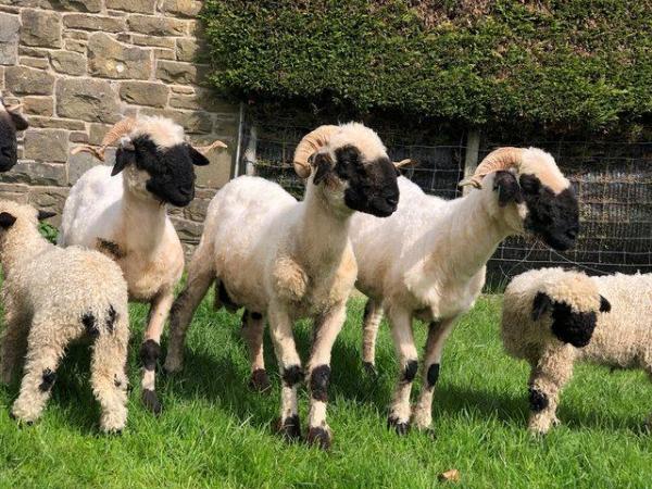 Image 2 of Selection of Valais blacknose Tups