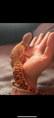 Image 9 of female leopard gecko with whole set up
