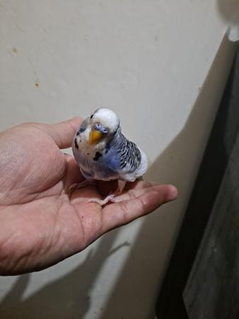 Image 3 of Hand tamed budgie for sale