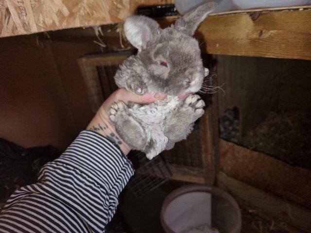 Preview of the first image of Mini lop baby's mixed litter hobby breeder.