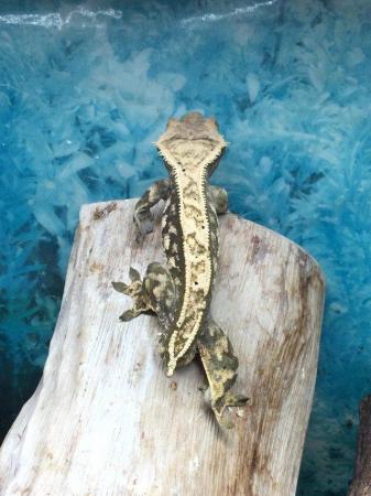 Image 2 of Harlequin Dalmatian crested gecko £80 Each