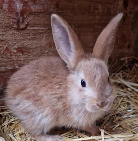 Image 15 of Bunnies looking for loving forever homes