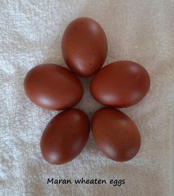 Preview of the first image of Wheaten Maran Hatching Eggs.