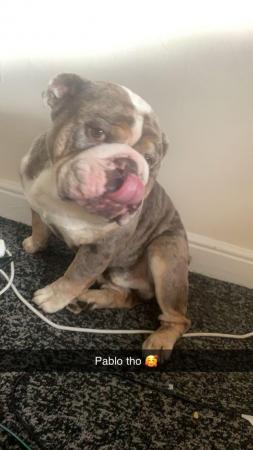 Image 4 of 3 year old English bulldog for sale