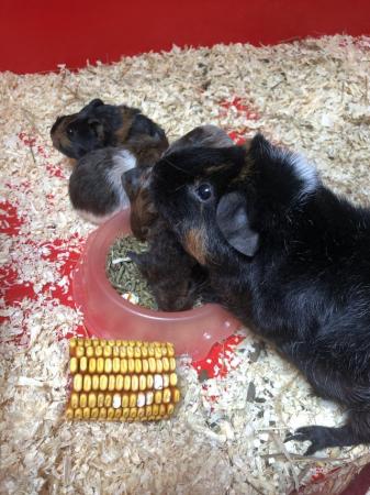 Image 4 of Guinea pigs ready  to rehome 2nd June