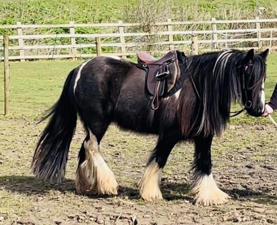 Image 4 of SOLD Beautiful Kind Hearted Cob Mare Project