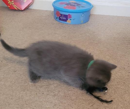 Image 15 of Beautiful Five Kittens for sale