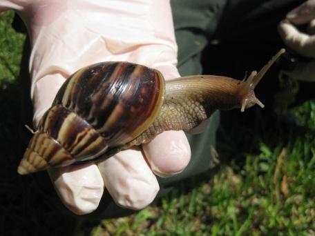 Image 5 of Great African Land Snails younglings