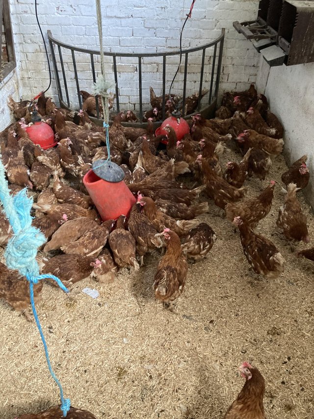 Preview of the first image of Ex barn hens warrens 15 months old.